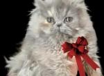 Cfa blue cream persian girl kitten - Persian Kitten For Sale - Woodburn, IN, US