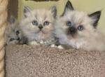 Christmas Litter 1 left - Ragdoll Kitten For Sale - Irvine, CA, US