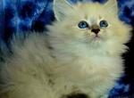 Prince Charming - Siberian Kitten For Sale - 