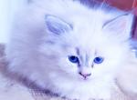 Princess Lily - Siberian Kitten For Sale - 