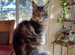 Alisa - Maine Coon Kitten For Sale - Colorado Springs, CO, US