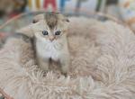 Louie - Scottish Fold Kitten For Sale - Grand Rapids, MI, US