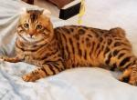 HIBERNIAN LYNX Neo - Highlander Cat For Sale - 