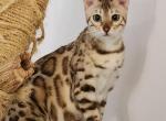 Honeybee - Bengal Cat For Sale - 