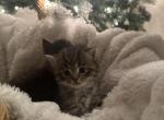 Fluffy - Persian Kitten For Sale - 