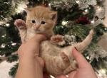 Ginger - Persian Kitten For Sale - 