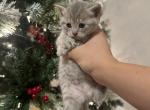 Silver - British Shorthair Kitten For Sale - 