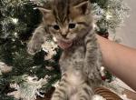 Tiger - Scottish Straight Kitten For Sale - 