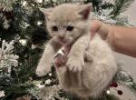 Blonde - British Shorthair Kitten For Sale - Glendale, AZ, US