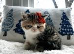 Joy - Persian Kitten For Sale - Arlington Heights, IL, US