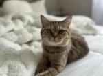 Taffy - British Shorthair Cat For Sale - Glendale, AZ, US