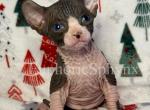 Gildor - Sphynx Kitten For Sale - Wilmington, MA, US