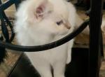 Little Marshmallow - Siberian Kitten For Sale - VA, US