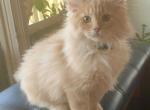 Mickey - Siberian Kitten For Sale - VA, US