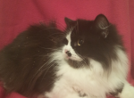 Patch - Persian Cat For Adoption - 