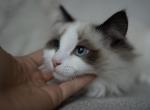 Elon - Ragdoll Kitten For Sale - 