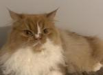 Simba - Persian Kitten For Sale - 