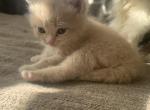 Ginger - Persian Kitten For Sale - 