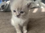 Jr Billy - Persian Kitten For Sale - East Providence, RI, US