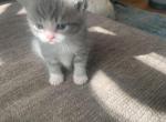 smoke - Persian Kitten For Sale - East Providence, RI, US