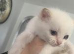 Snow White - Persian Kitten For Sale - 