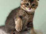 Nikkie - Scottish Fold Kitten For Sale - 