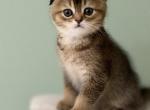 Mikkie - Scottish Fold Kitten For Sale - 