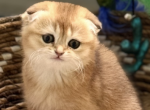 Markissa - Scottish Fold Kitten For Sale - 