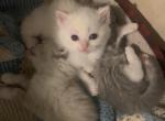 Marshmellow - Persian Kitten For Sale - East Providence, RI, US