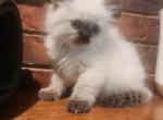 One Christmas kitty left - Ragdoll Kitten For Sale - 