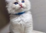 Bell - Ragdoll Kitten For Sale - Queens, NY, US