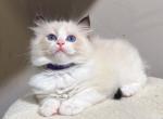 Nice - Ragdoll Kitten For Sale - Queens, NY, US