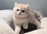 Coco - British Shorthair Kitten For Sale - Queens, NY, US