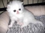 Rudolph - Persian Kitten For Sale - FL, US