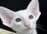 White Male Oriental Shorthair OSH Kitten - Oriental Kitten For Sale - NJ, US