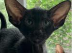 Black Oriental Male Kitten OSH B - Oriental Kitten For Sale - NJ, US