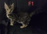 Lizzy - Bengal Kitten For Sale - 