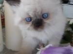 Samantha's litter - Persian Kitten For Sale - Winter Haven, FL, US