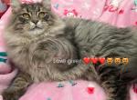 Siberian Boy Cuddler And Hugger - Siberian Kitten For Sale - Bristol, CT, US