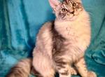 Markiza - Maine Coon Kitten For Sale - Brooklyn, NY, US