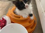 Munchkin Calico 1 - Munchkin Kitten For Sale - 