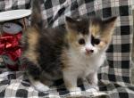 Munchkin Calico 2 - Munchkin Kitten For Sale - 