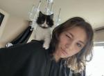 Noelle - Persian Kitten For Sale - 