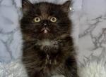 Claus - Persian Kitten For Sale - 