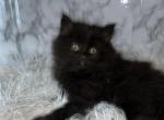 Kris Kringle - Persian Kitten For Sale - 