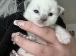 Green collar Kats ravishing ragdolls - Ragdoll Kitten For Sale - 