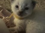 Yellow collar Kats ravishing ragdolls - Ragdoll Kitten For Sale - Lancaster, PA, US