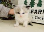 Bicolor - Ragdoll Kitten For Sale - 