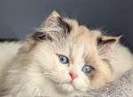 Uber Rare Blue Eyed Tortie Point British Longhair Profile