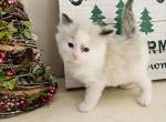 Bicolor 2 - Ragdoll Kitten For Sale - 